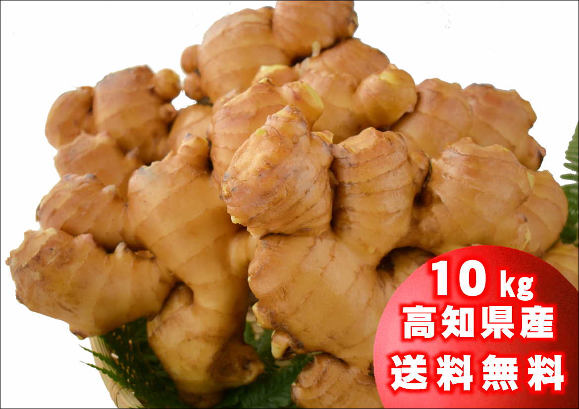 高知県産　囲い生姜　10kg