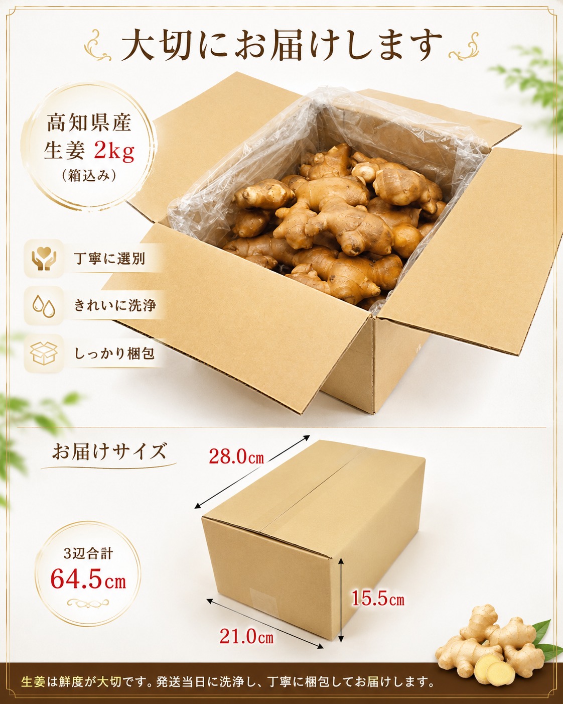 高知県産 白生姜【土佐一】2kg｜仁淀川流域限定・やさしい辛み｜山生